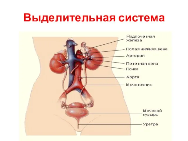 Выделительная система