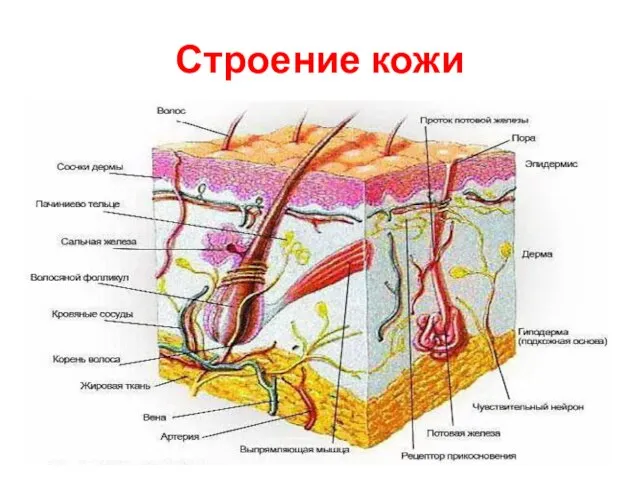 Строение кожи