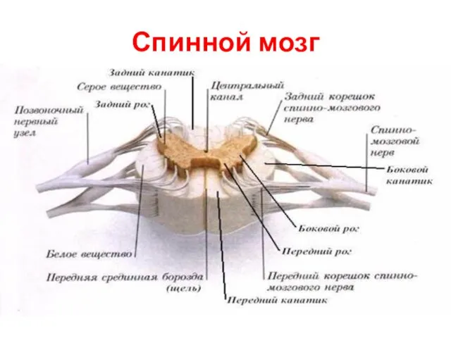 Спинной мозг