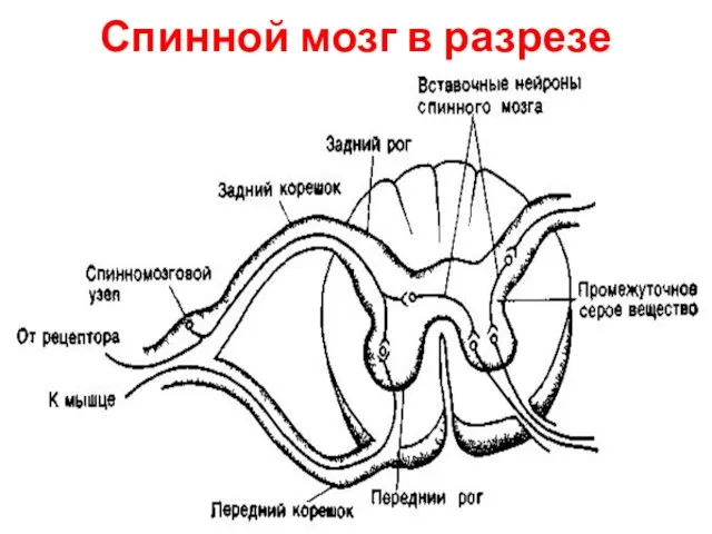 Спинной мозг в разрезе