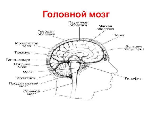 Головной мозг