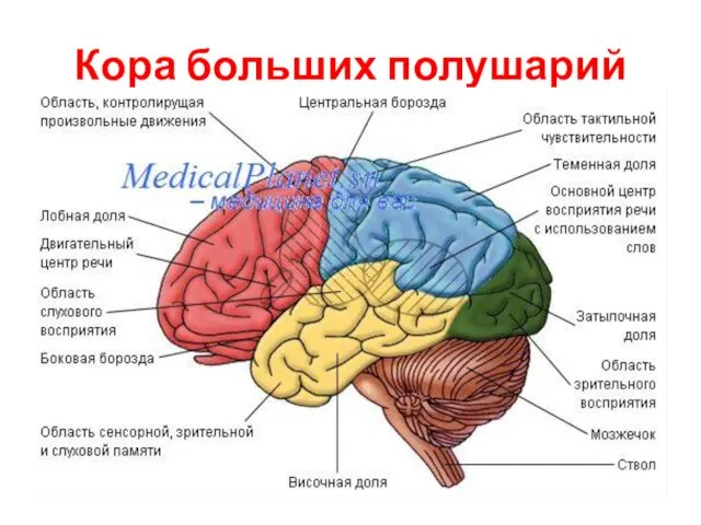 Кора больших полушарий