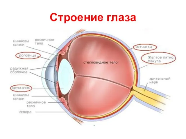 Строение глаза