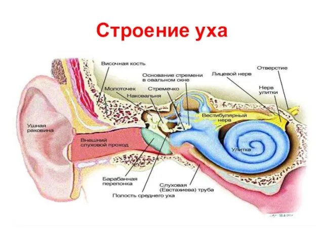 Строение уха