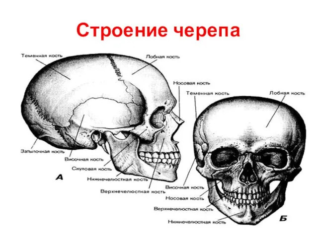 Строение черепа