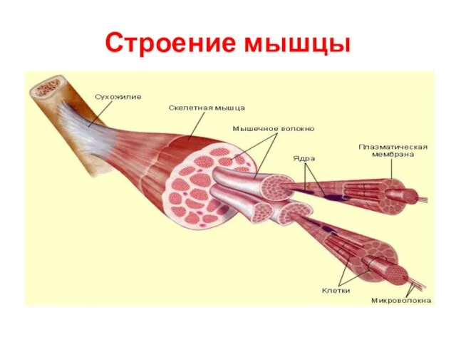 Строение мышцы