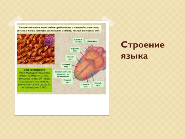 Строение языка