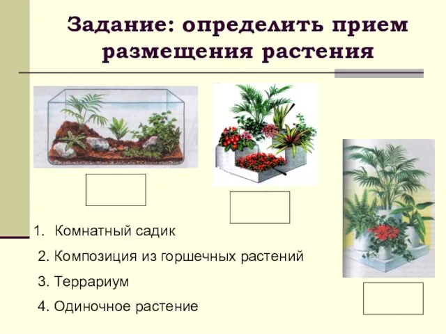 Комнатный садик 2. Композиция из горшечных растений 3. Террариум 4. Одиночное