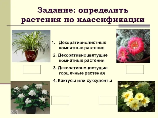 Задание: определить растения по классификации Декоративнолистные комнатные растения 2. Декоративноцветущие комнатные