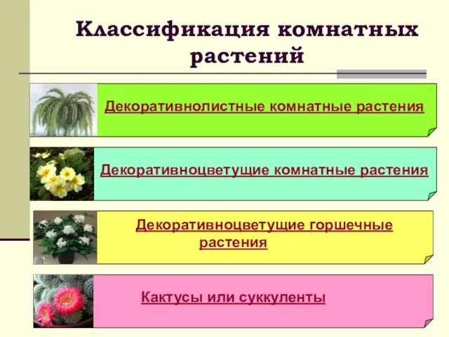 Классификация комнатных растений Декоративноцветущие горшечные растения Кактусы или суккуленты Декоративноцветущие комнатные растения Декоративнолистные комнатные растения