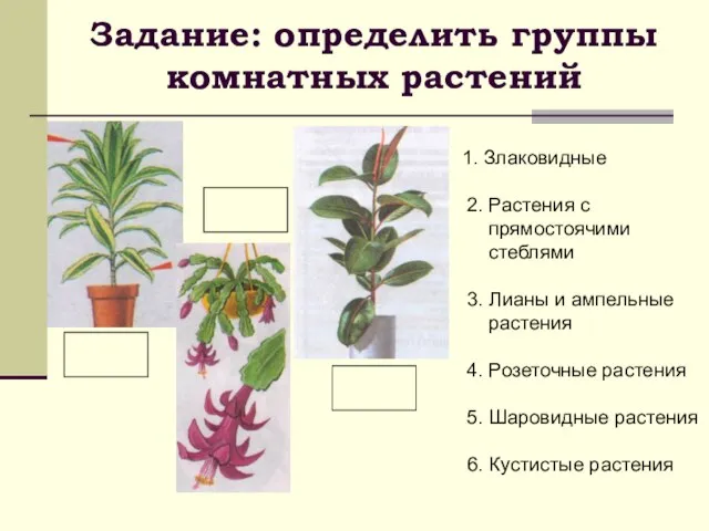 Задание: определить группы комнатных растений 1. Злаковидные 2. Растения с прямостоячими