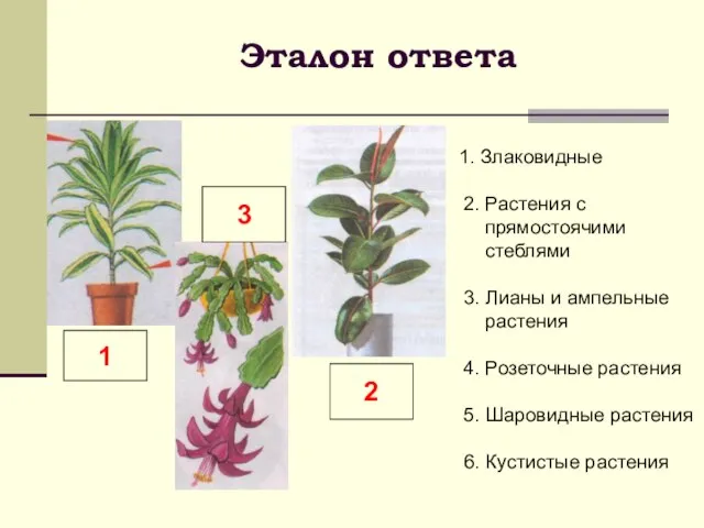 Эталон ответа 1. Злаковидные 2. Растения с прямостоячими стеблями 3. Лианы