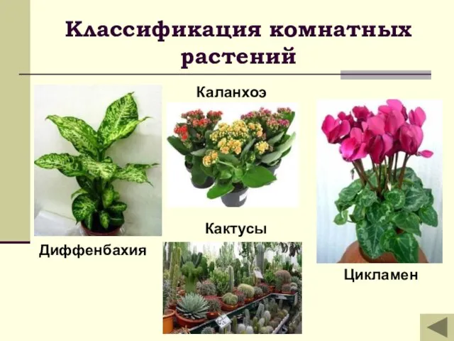 Классификация комнатных растений