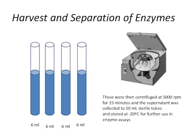 Harvest and Separation of Enzymes 6 ml 6 ml 6 ml