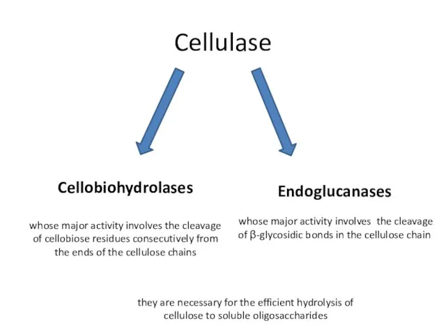 Cellulase Cellobiohydrolases whose major activity involves the cleavage of cellobiose residues