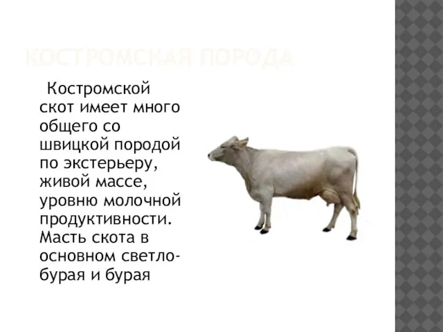 КОСТРОМСКАЯ ПОРОДА Костромской скот имеет много общего со швицкой породой по