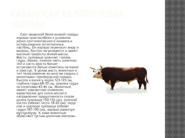 КАЗАХСКАЯ БЕЛОГОЛОВАЯ ПОРОДА Скот казахской белоголовой породы хо­рошо приспособлен к условиям