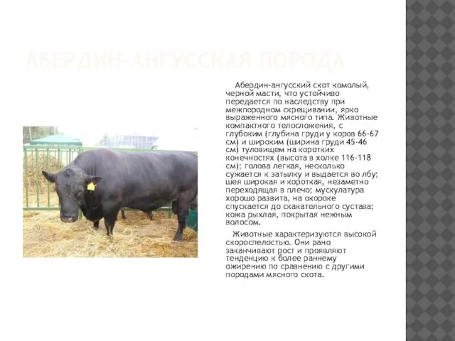 АБЕРДИН-АНГУССКАЯ ПОРОДА Абердин-ангусский скот комолый, черной масти, что устойчиво передается по