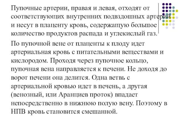 Пупочные артерии, правая и левая, отходят от соответствующих внутренних подвздошных артерий