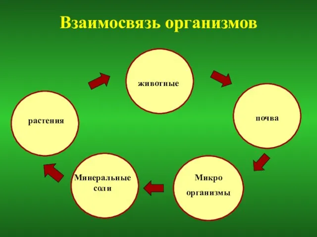 Взаимосвязь организмов растения Микро организмы Минеральные соли животные почва