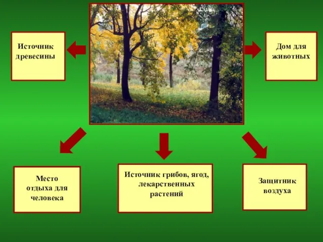 Источник древесины Место отдыха для человека Источник грибов, ягод, лекарственных растений Дом для животных Защитник воздуха