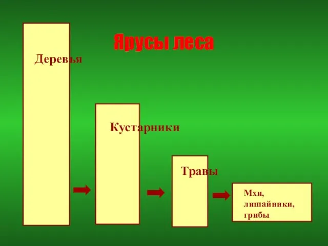 Ярусы леса Деревья Кустарники Травы Мхи, лишайники,грибы