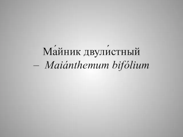 Ма́йник двули́стный – Maiánthemum bifólium