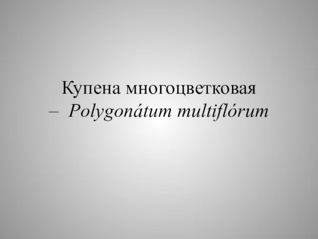 Купена многоцветковая – Polygonátum multiflórum