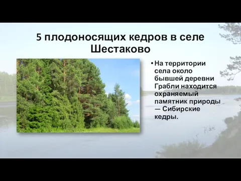 5 плодоносящих кедров в селе Шестаково На территории села около бывшей