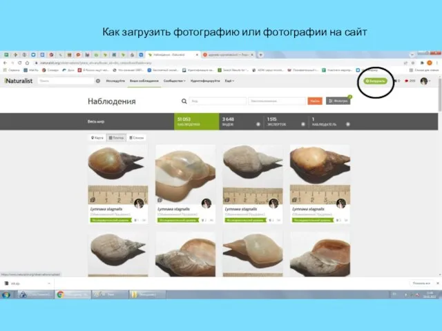 Как загрузить фотографию или фотографии на сайт