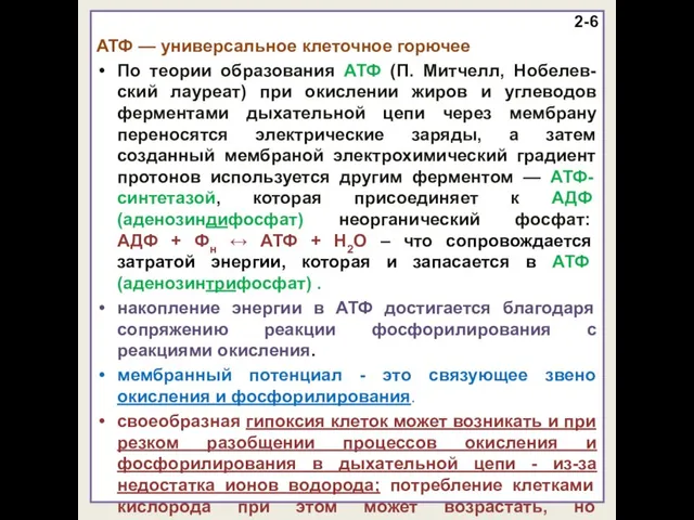 2-6 АТФ — универсальное клеточное горючее По теории образования АТФ (П.