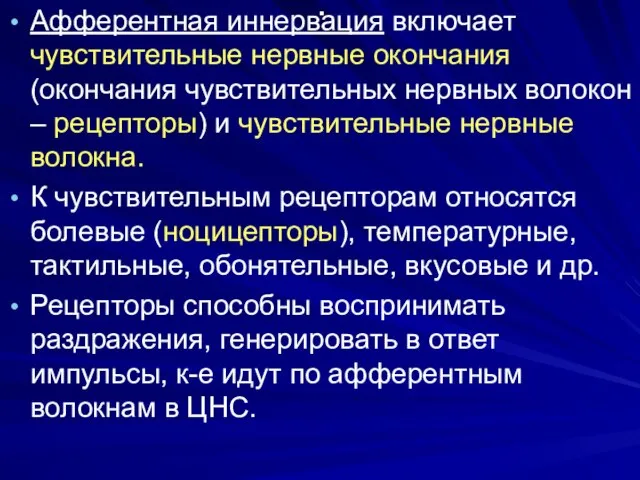 . Афферентная иннервация включает чувствительные нервные окончания (окончания чувствительных нервных волокон