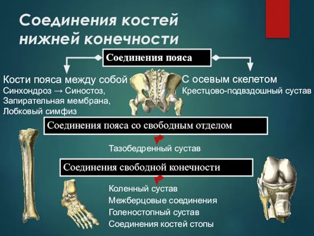 Соединения костей нижней конечности Соединения пояса Соединения свободной конечности Кости пояса