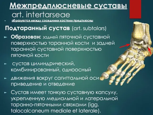 Межпредплюсневые суставы art. intertarseae образуются между соседними костями предплюсны Подтаранный сустав