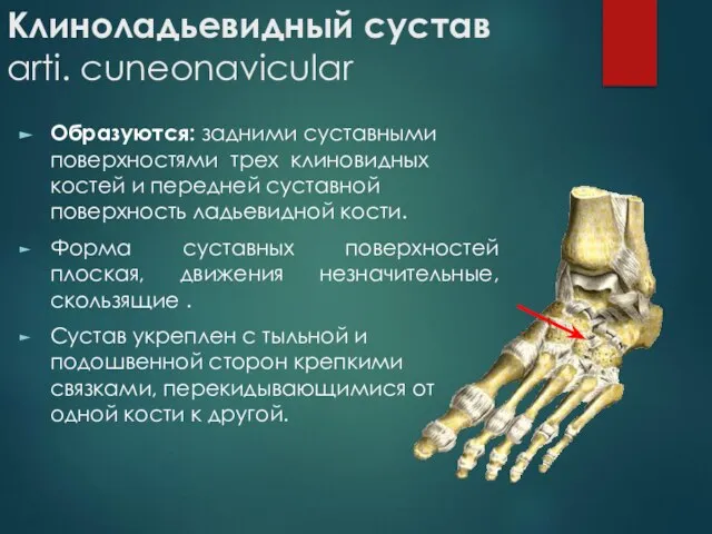 Клиноладьевидный сустав arti. cuneonavicular Образуются: задними суставными поверхностями трех клиновидных костей