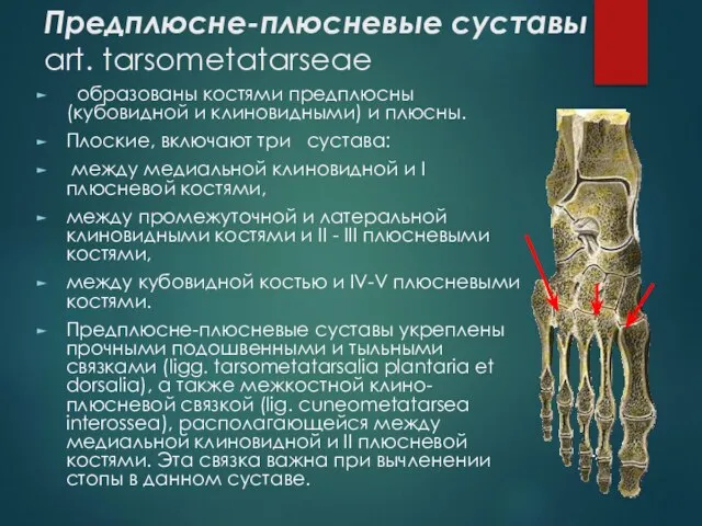 Предплюсне-плюсневые суставы art. tarsometatarseae образованы костями предплюсны (кубовидной и клиновидными) и