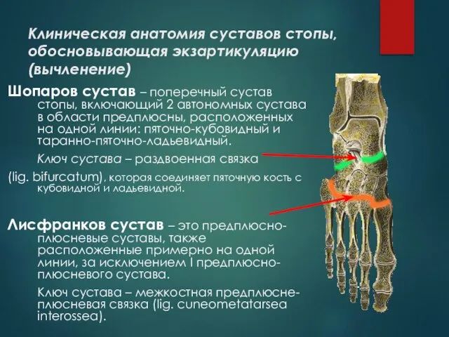 Клиническая анатомия суставов стопы, обосновывающая экзартикуляцию (вычленение) Шопаров сустав – поперечный