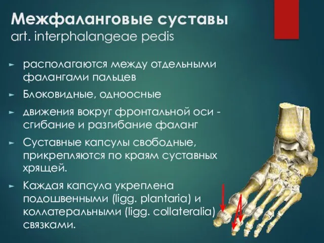 Межфаланговые суставы art. interphalangeae pedis располагаются между отдельными фалангами пальцев Блоковидные,