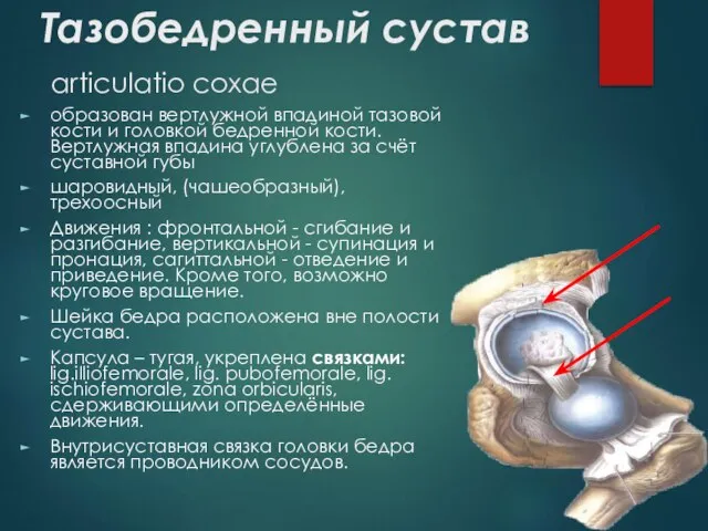 Тазобедренный сустав articulatio coxae образован вертлужной впадиной тазовой кости и головкой