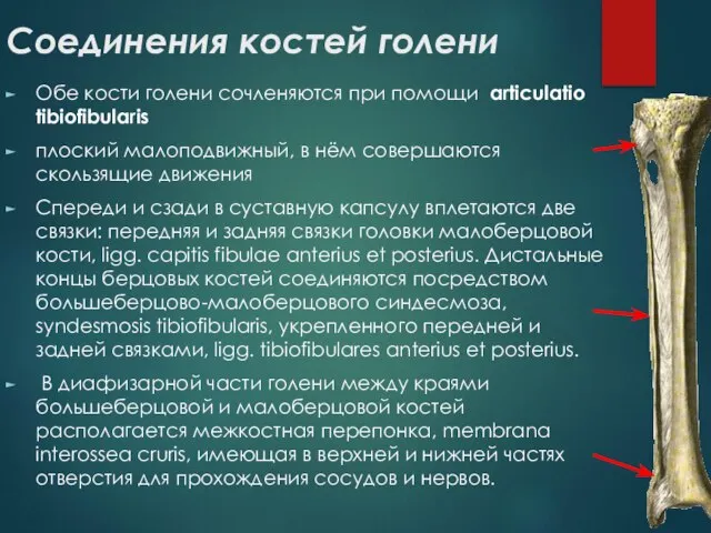 Соединения костей голени Обе кости голени сочленяются при помощи articulatio tibiofibularis