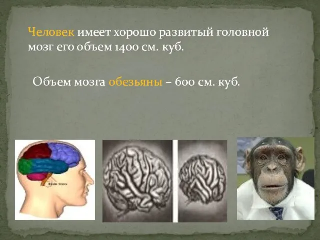 Человек имеет хорошо развитый головной мозг его объем 1400 см. куб.