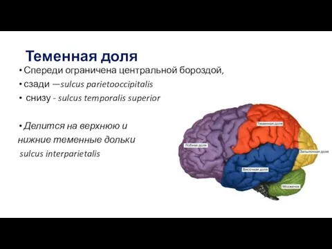 Теменная доля Спереди ограничена центральной бороздой, сзади —sulcus parietooccipitalis снизу -