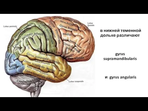 в нижней теменной дольке различают gyrus supramandibularis и gyrus angularis