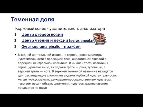 Теменная доля Корковый конец чувствительного анализатора Центр стереогнозии Центр чтения и