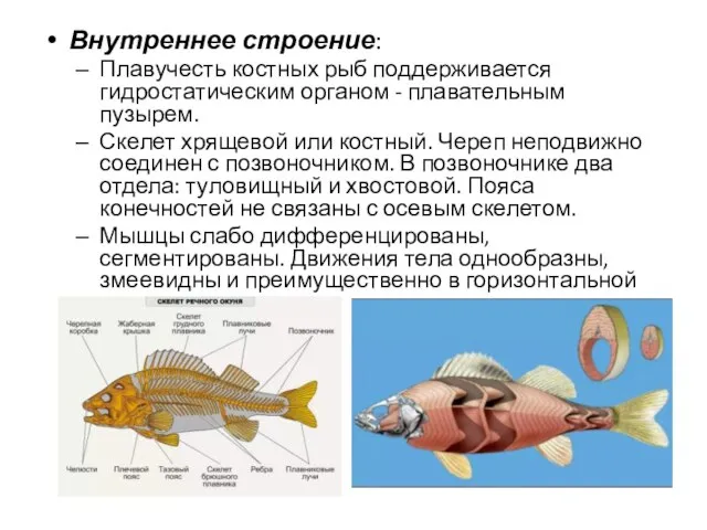 Внутреннее строение: Плавучесть костных рыб поддерживается гидростатическим органом - плавательным пузырем.
