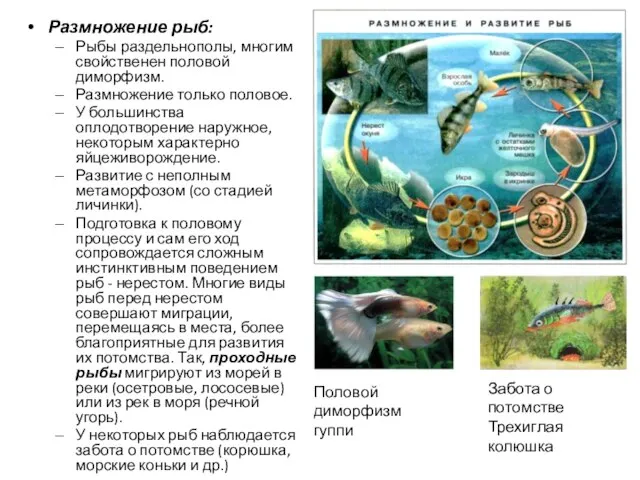 Размножение рыб: Рыбы раздельнополы, многим свойственен половой диморфизм. Размножение только половое.