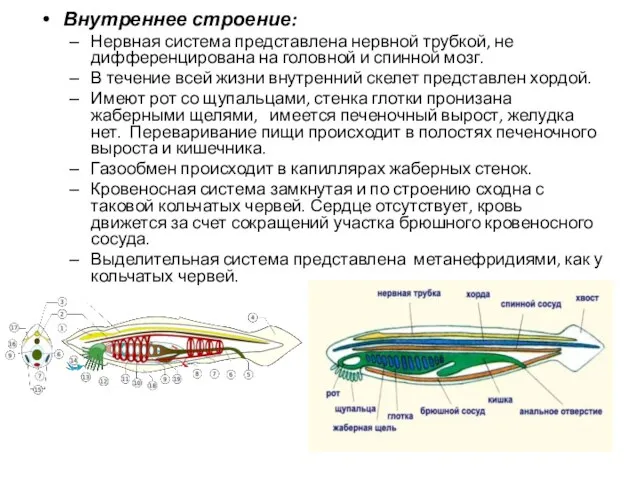 Внутреннее строение: Нервная система представлена нервной трубкой, не дифференцирована на головной