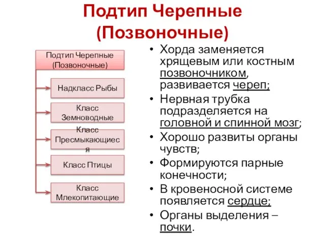 Подтип Черепные (Позвоночные) Хорда заменяется хрящевым или костным позвоночником, развивается череп;