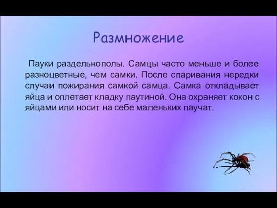 Размножение Пауки раздельнополы. Самцы часто меньше и более разноцветные, чем самки.