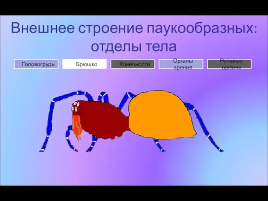 Внешнее строение паукообразных: отделы тела Брюшко Головогрудь Органы зрения Конечности Ротовые органы